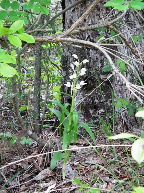 Cephalanthera longifolia ..in erba!!